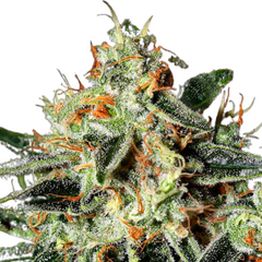 GH CHEESE (FEMINISED) - GREEN HOUSE SEED CO