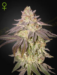 BLACK TOFFEE AUTO pck of 1 - GREEN HOUSE SEED CO