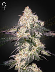 MOWEETO - Green House Seeds Co.