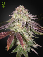 SUGARLATO AUTO - packet of 3 - GREEN HOUSE SEED CO