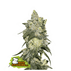 GIRL SCOUT COOKIES FEM