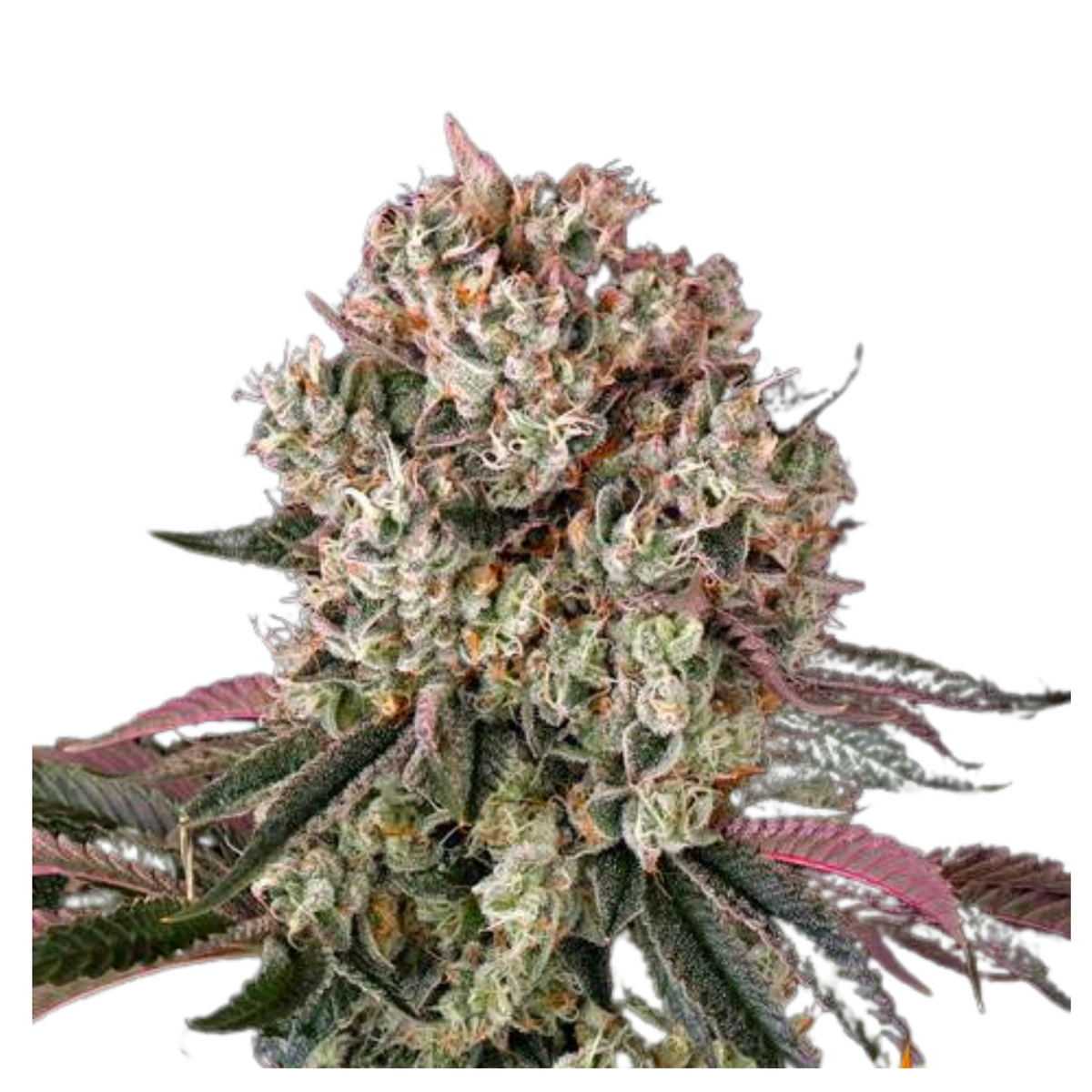 GLOOKIES  - BARNEY’S FARM