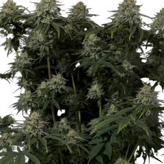 GORILLA COOKIES FASTFLOWERING - 420 FASTBUDS