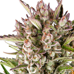 GORILLA ZKITTLEZ AUTO - 420 FASTBUDS