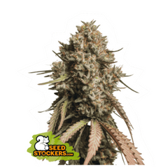 GORILLA COOKIES AUTO