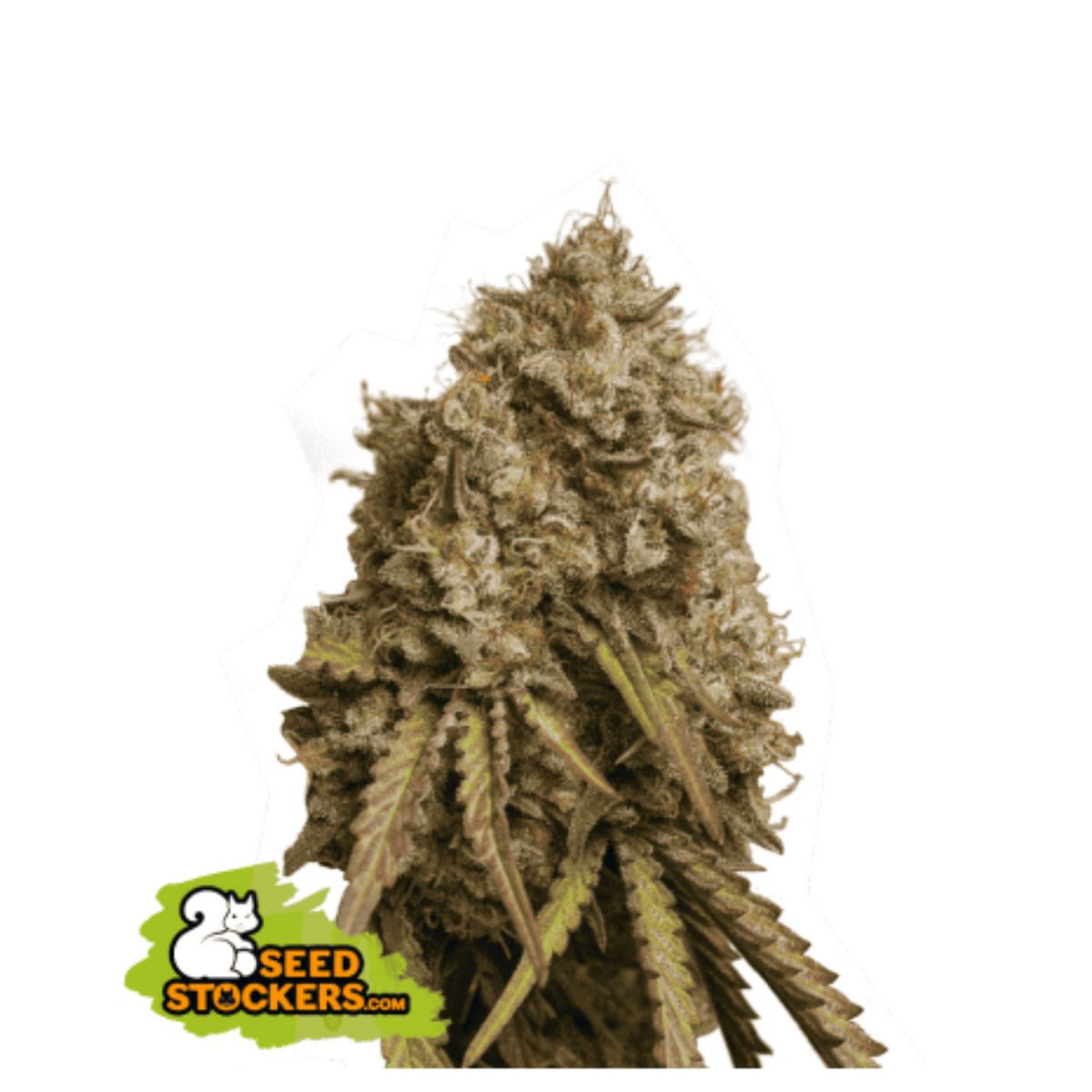 GORILLA COOKIES FEM