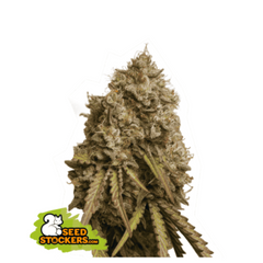 GORILLA COOKIES FEM