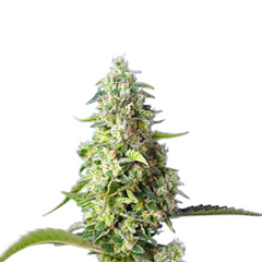 GORILLA GIRL XL AUTO
