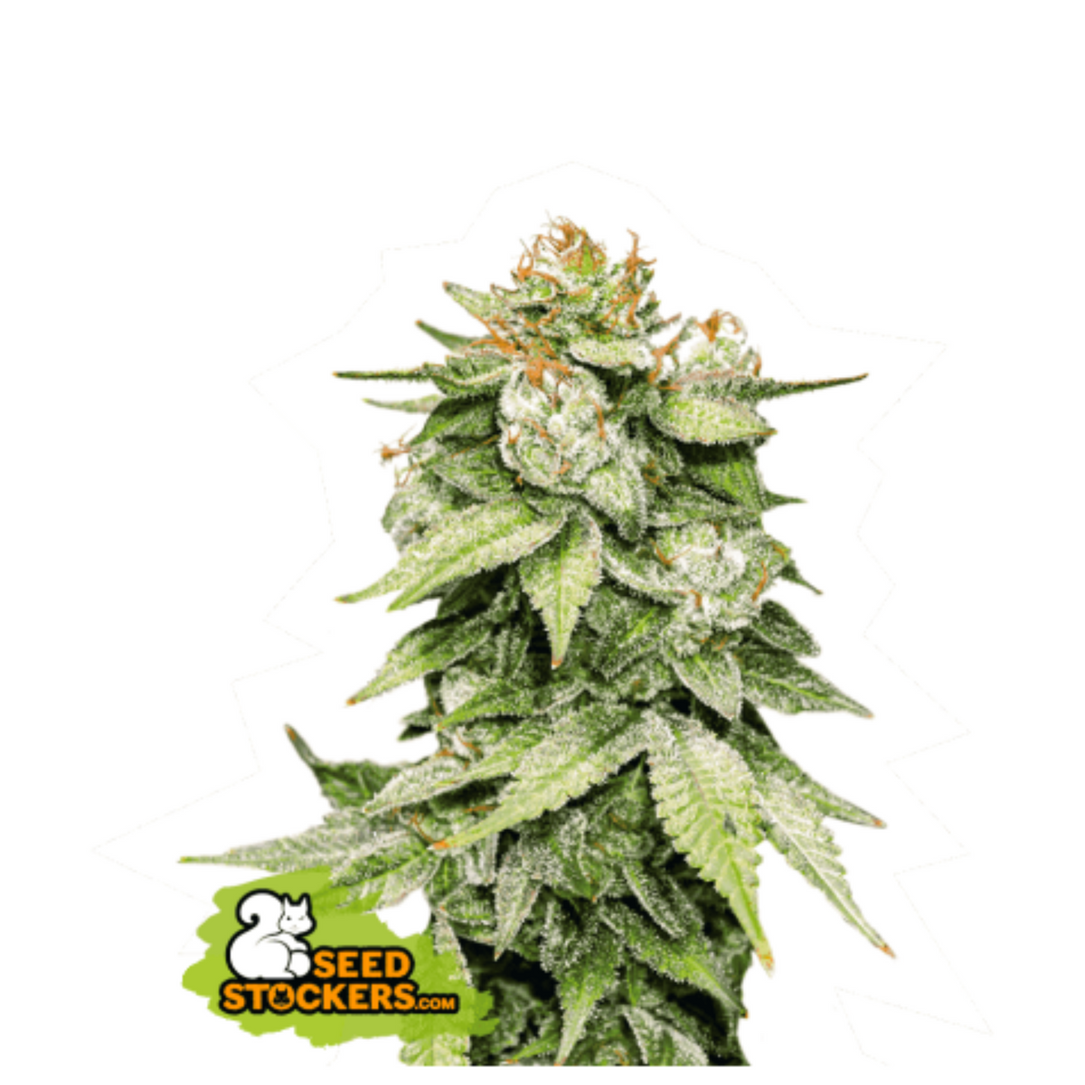GORILLA GLUE AUTO