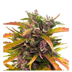 GORILLA GLUE AUTO  - BARNEY'S FARM