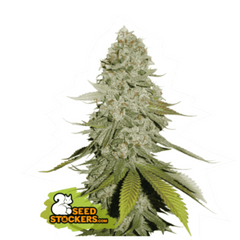 GORILLA GLUE FEM