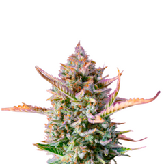 GORILLA SHERBET F1 FAST VERSION