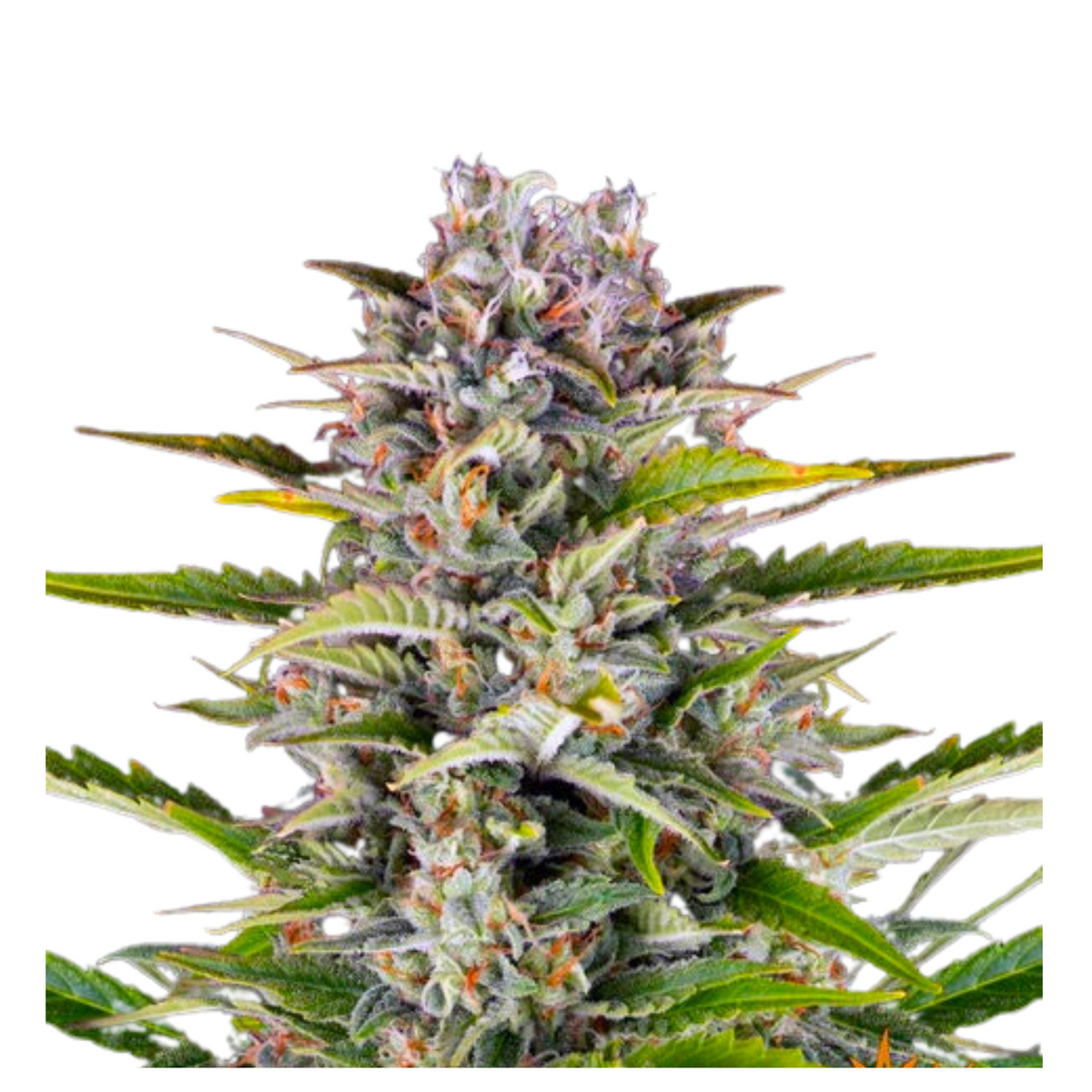 GORILLA ZKITTLEZ AUTO  - BARNEY'S FARM