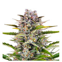 GORILLA ZKITTLEZ AUTO  - BARNEY'S FARM