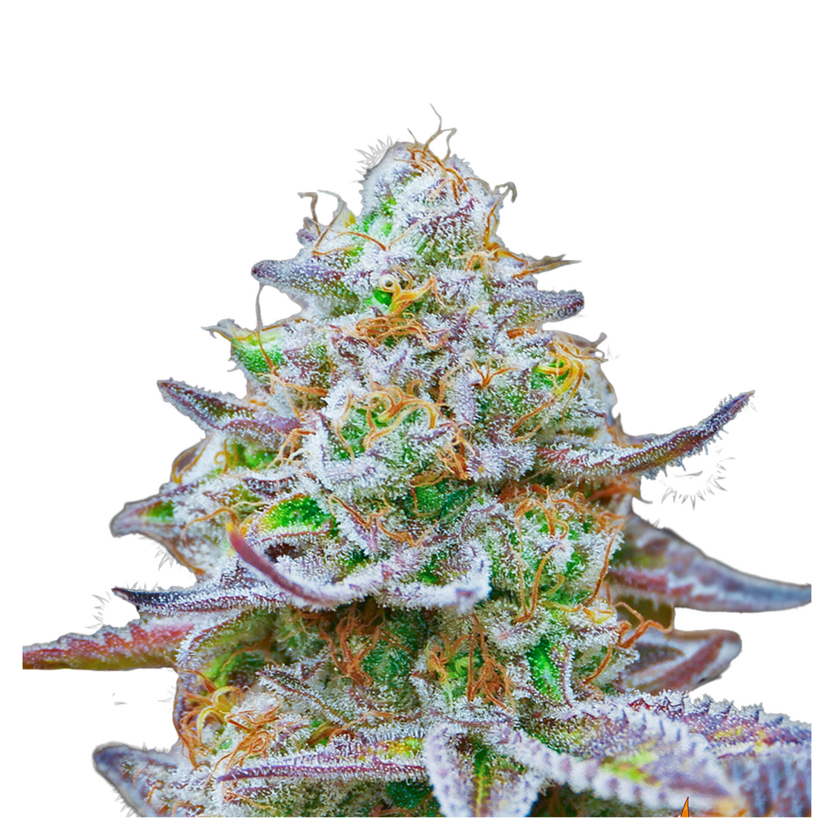 GORILLA ZKITTLEZ  - BARNEY'S FARM