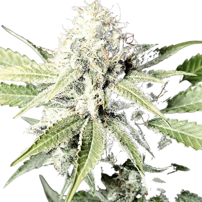 GREAT WHITE SHARK (FEMINIZED) - GREEN HOUSE SEED CO