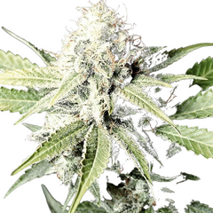 GREAT WHITE SHARK (FEMINIZED) - GREEN HOUSE SEED CO