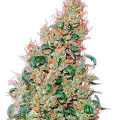 GREEN-O-MATIC (FEMINISED) - GREEN HOUSE SEED CO