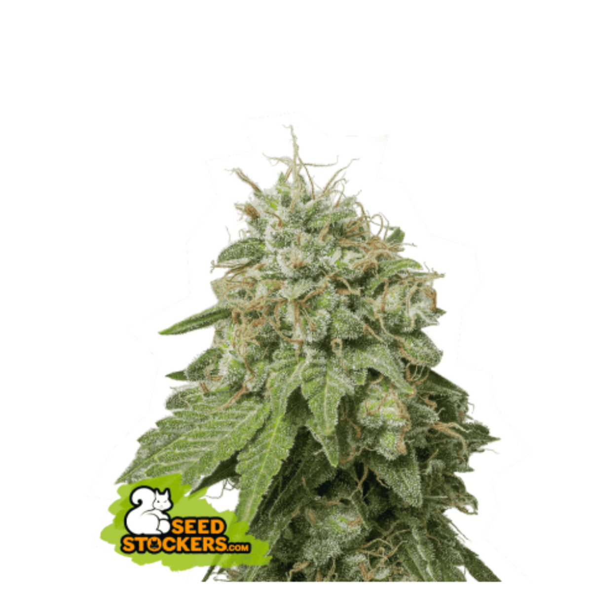 GREEN CRACK AUTO