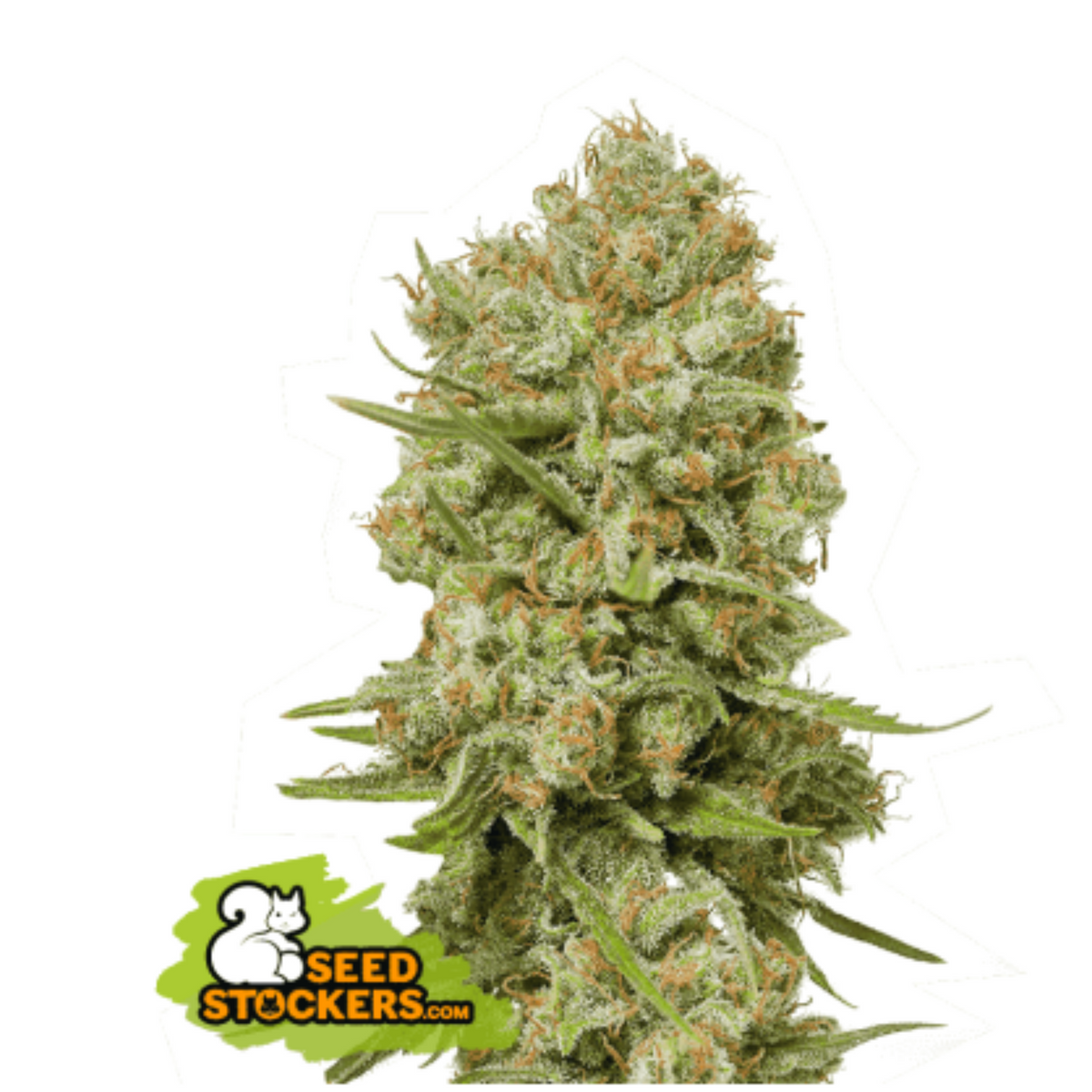 GREEN CRACK FEM