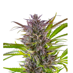 GREEN GELATO