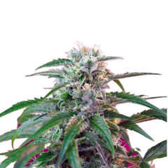 GREEN POISON AUTO