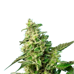 GREEN POISON F1 FAST VERSION