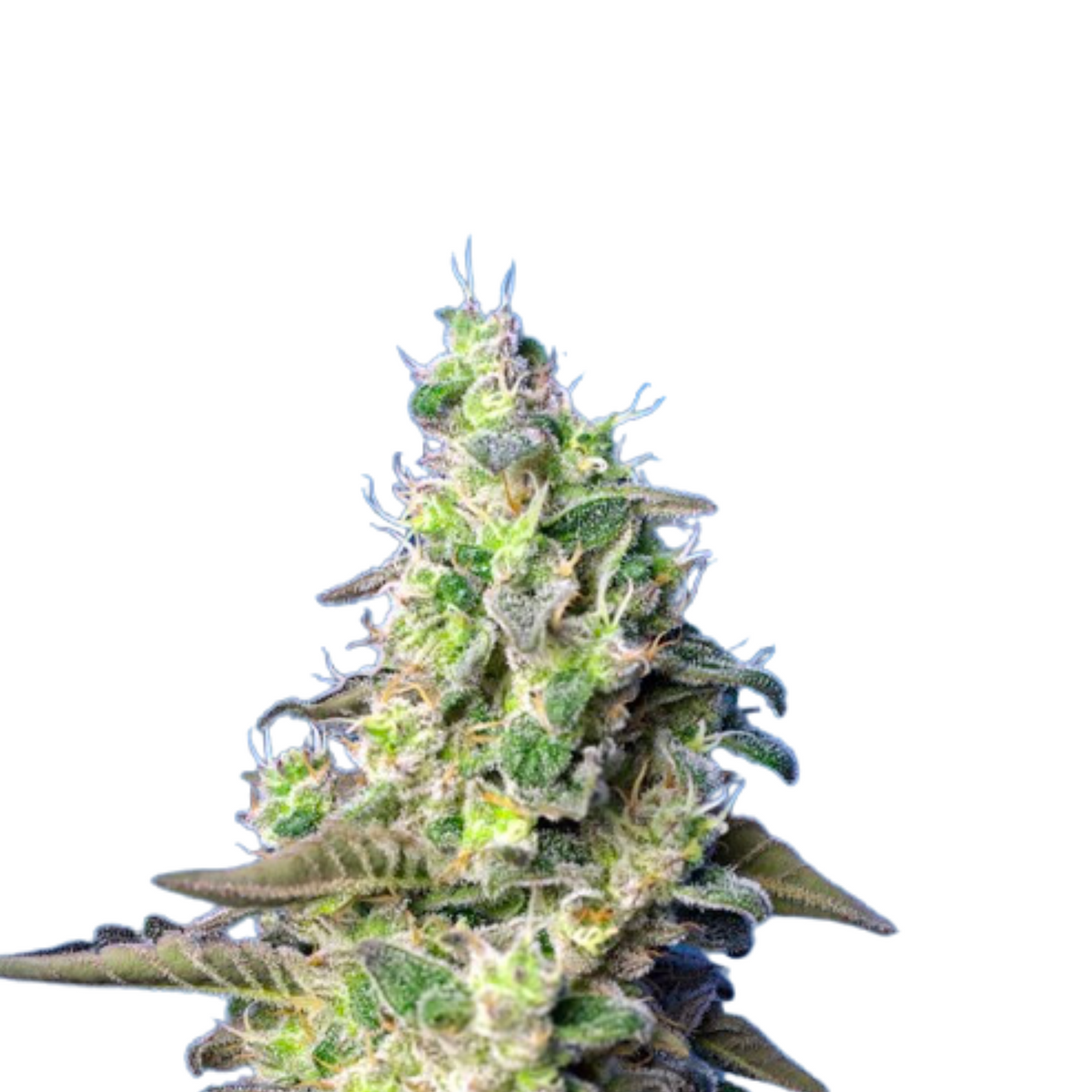 GREEN POISON XL AUTO