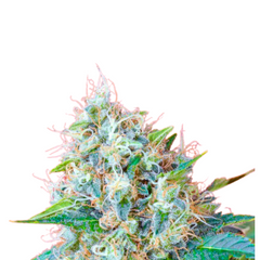 GREEN POISON