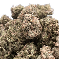 GUAVA X GELATO 41 AUTO - GREEN HOUSE SEED CO