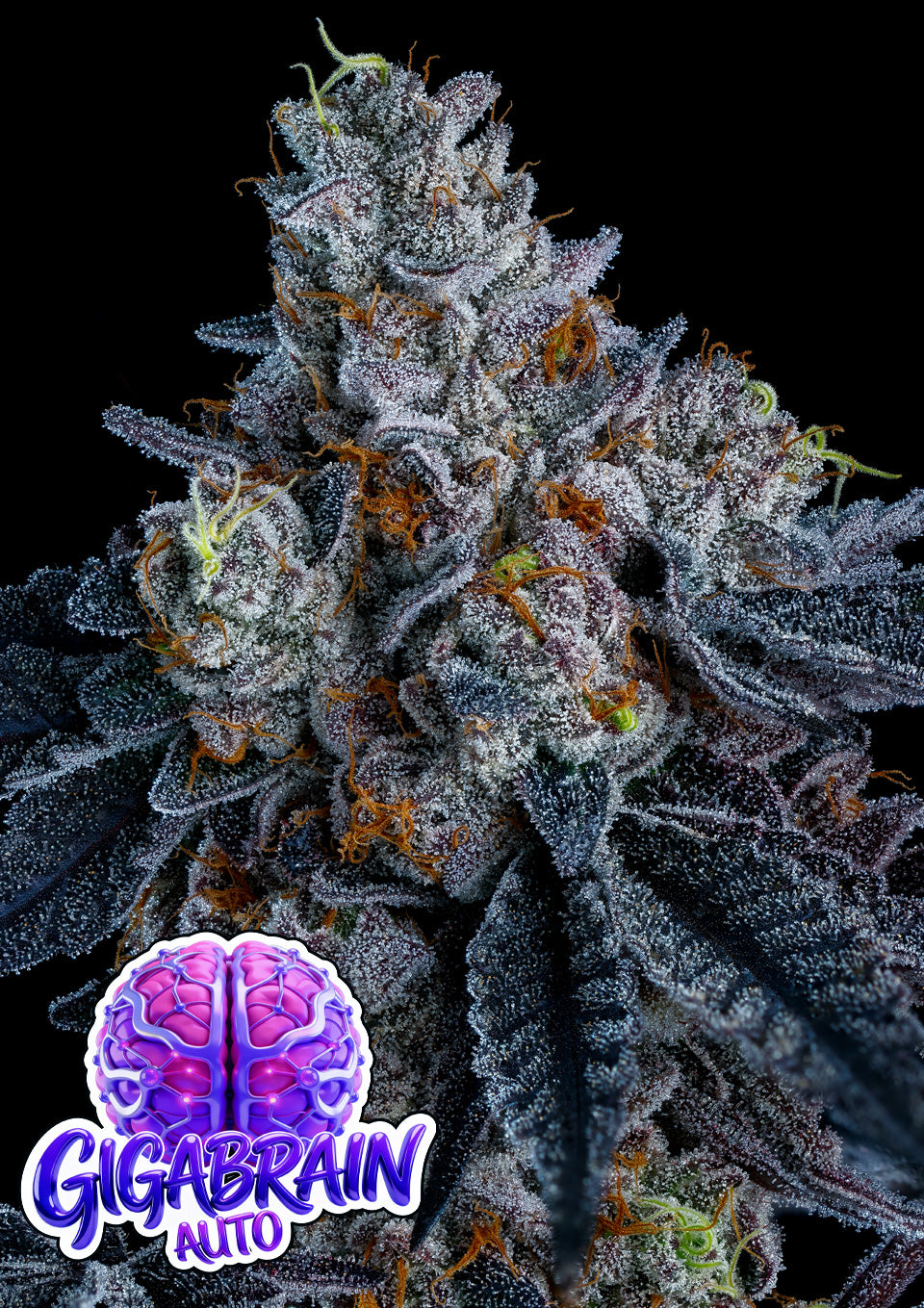 Giga Brain Auto ANESIA SEEDS