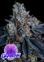 Giga Brain Auto ANESIA SEEDS