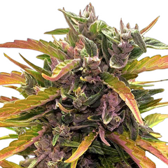 Gorilla GlueAuto - 420 FASTBUDS