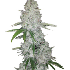 Girl Scout Cookies Auto - 420 FASTBUDS