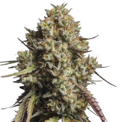 GORILLA COOKIES AUTO - 420 FASTBUDS