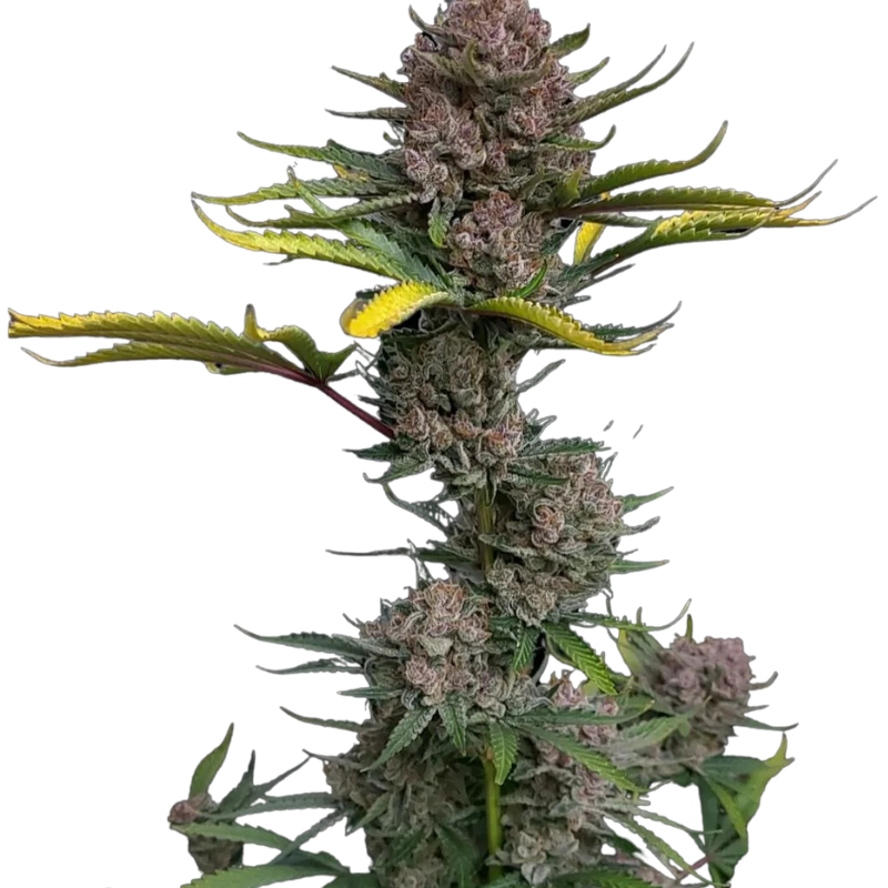 GORILLA PUNCH AUTO - 420 FASTBUDS