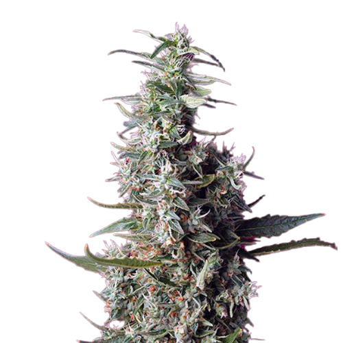 Sweet Cherry Pie