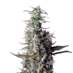 Sweet Cherry Pie