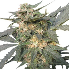 HAWAIIAN SNOW (FEMINISED) - GREEN HOUSE SEED CO