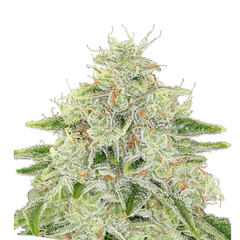 HAZE QUEEN – ANESIA SEEDS