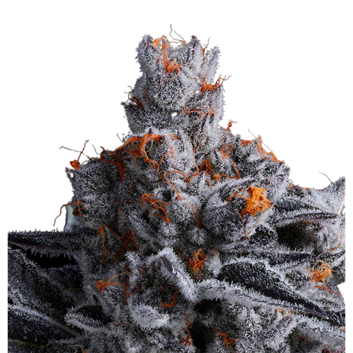 HIGH MARS – ANESIA SEEDS