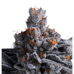 HIGH MARS – ANESIA SEEDS