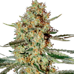 HIMALAYA GOLD (FEMINISED) - GREEN HOUSE SEED CO