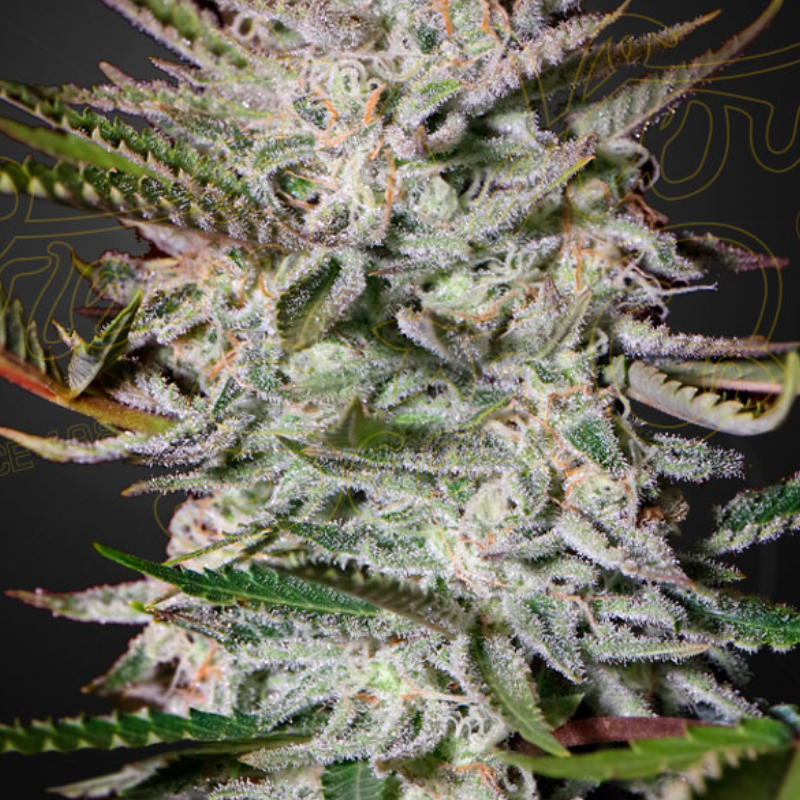 HOLY PUNCH (FEMINISED) - GREEN HOUSE SEED CO