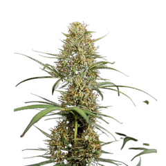 HULKBERRY AUTO