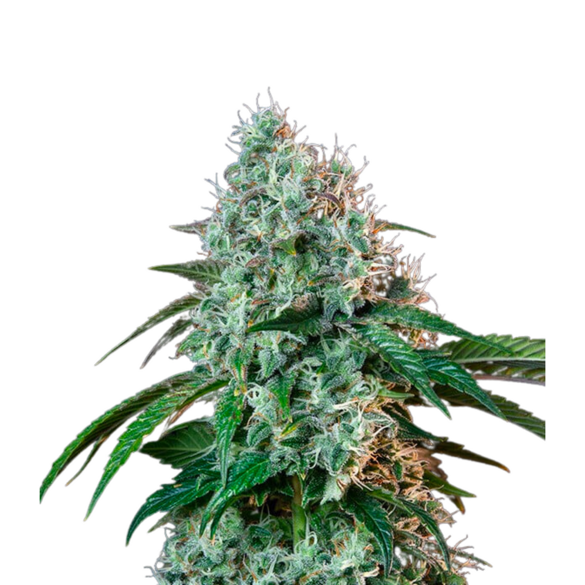 HULKBERRY FEM