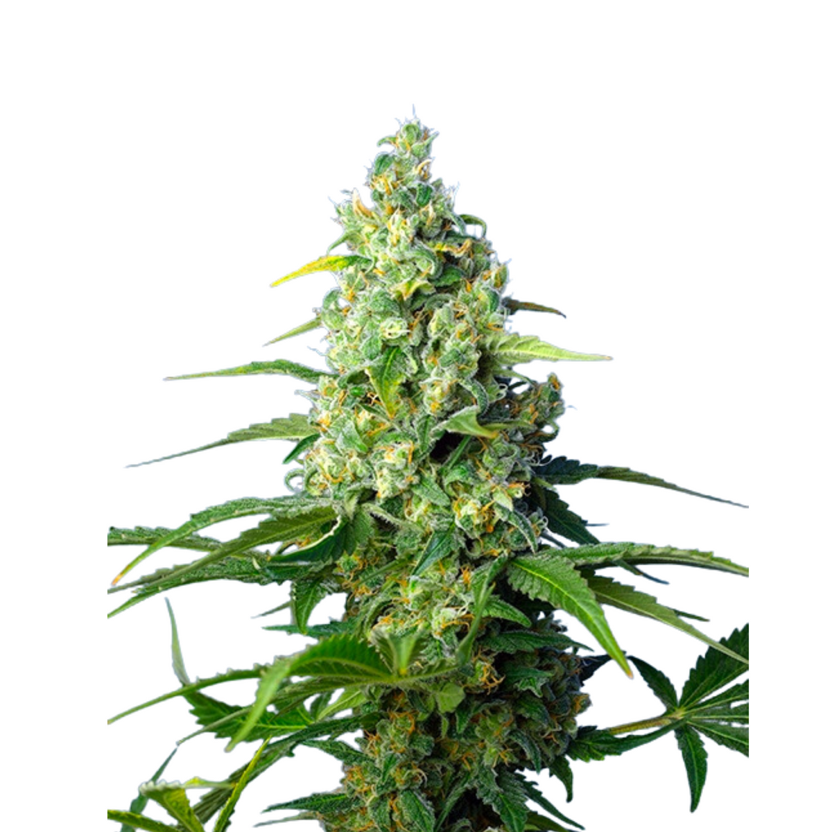 Honey Peach Auto CBD