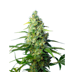 Honey Peach Auto CBD