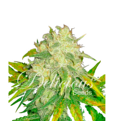 IL DIAVOLO  - DELICIOUS SEEDS.