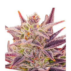 IMPERIUM X AUTO – ANESIA SEEDS